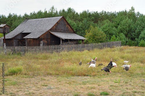 The Folk Culture Museum in Osiek by the river Notec, the open-air museum covers an area of 13 ha. Poland, Europe photo