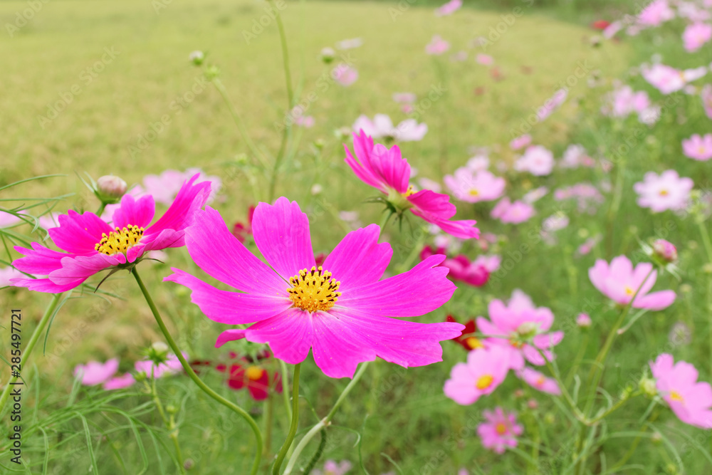 closeup of pink cosmos flowers