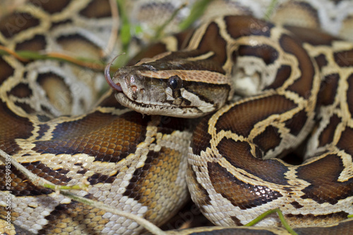 Close up of burmese python (python molurus bivittatus) photo