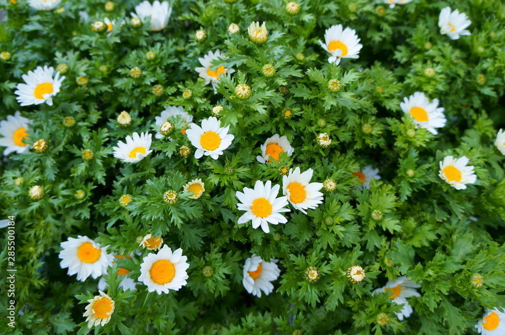 Fototapeta premium White daisy Small cute flowers