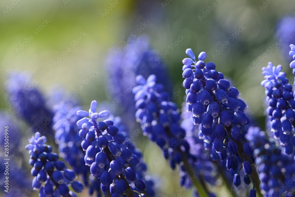 Blue Muscari (Grape hyacinth) macro. Soft focus, bokeh and blur in the background. Sun shining, vivid colors Blue Muscari (Grape hyacinth) macro. Soft focus, bokeh and blur in the background. Sun shining, vivid colors