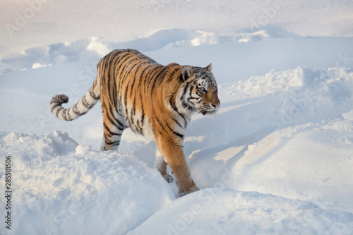 Wild siberian tiger is walking on a white snow. Panthera tigris tigris. Animals in wildlife.