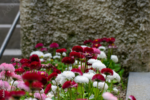 Wallpaper Mural Colorful flowers in the garden of Villa Rufolo, historic center of Ravello, Amalfi Coast of Italy Torontodigital.ca