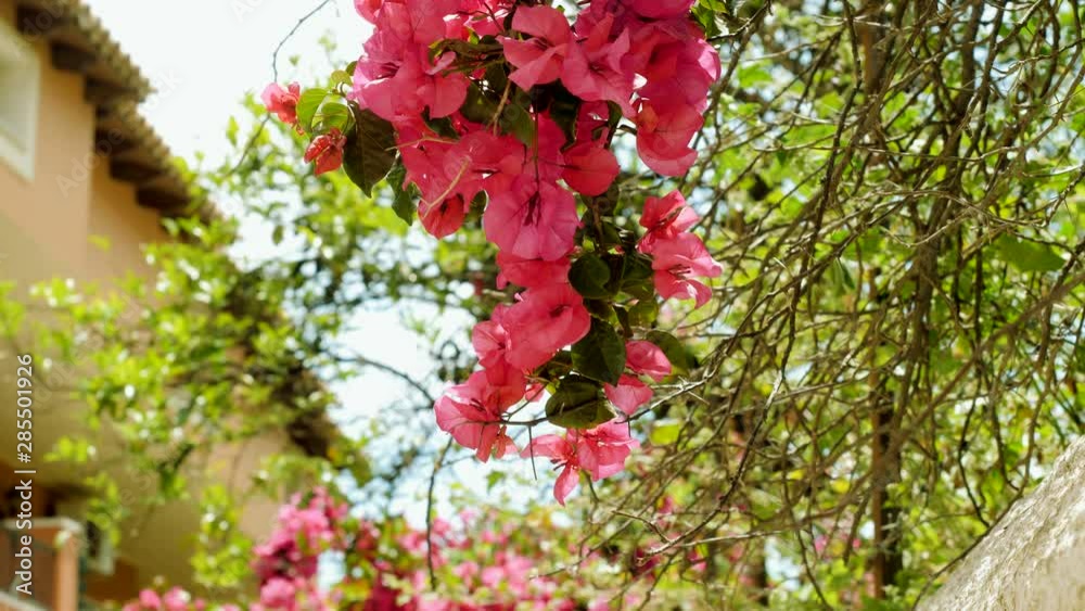 Cityscape. Flowering bougainvillea on the streets of Benitses in Greece. 4K Cityscape. Flowering bougainvillea on the streets of Benitses in Greece. 4K
