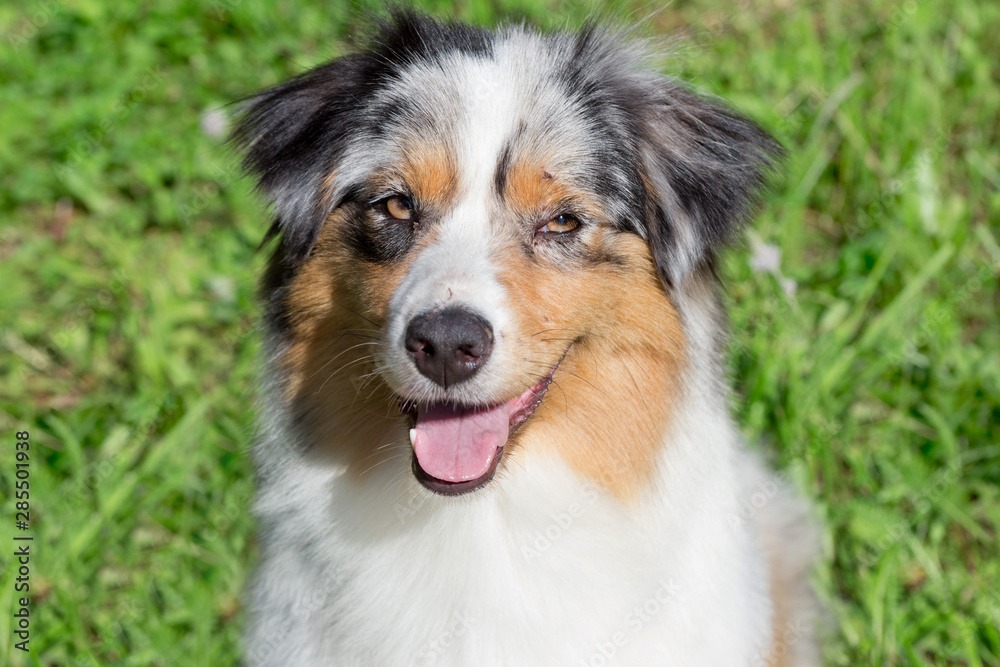 Cute australian shepherd puppy is looking at the camera. Close up. Pet animals.