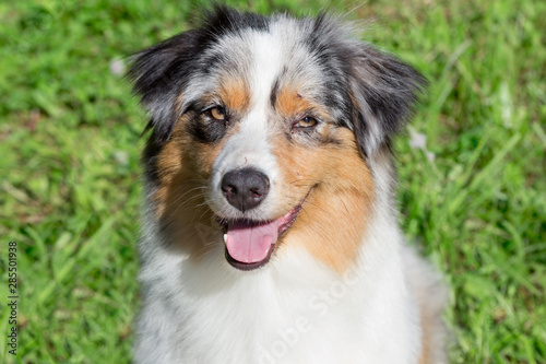 Cute australian shepherd puppy is looking at the camera. Close up. Pet animals. © tikhomirovsergey
