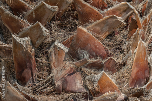 Palm tree trunk natural background