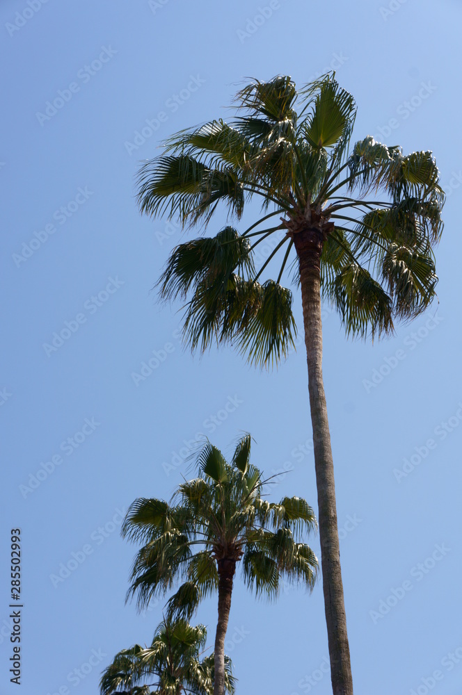 Resort tropical Palm tree and sky