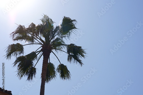 Resort tropical Palm tree and sky