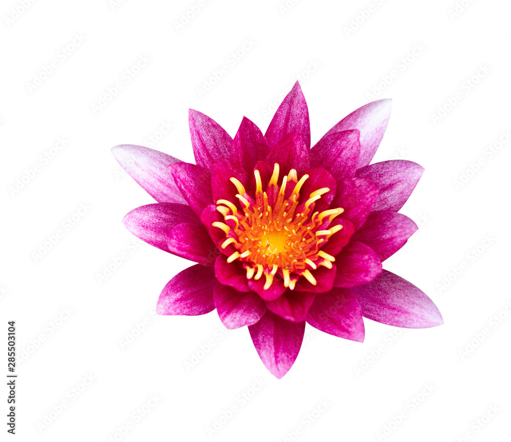 Pink blooming lotus isolated on white background with clipping path selection, Wanvisa