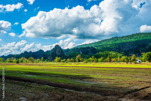 Rice Field in the Village at Noen Maprang, Thailand