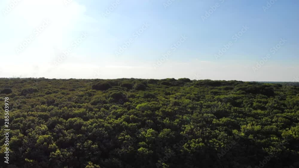Flying over a dense forest with green trees. Forest area top view. Flying over a dense forest with green trees. Forest area top view.