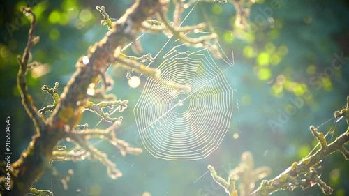 The spider weaved a web. The web between the branches is lit by the rays of the sun.