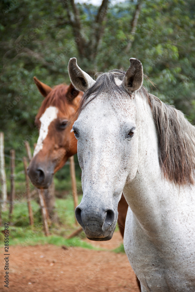 White and brown horses in a field, Brazil 2