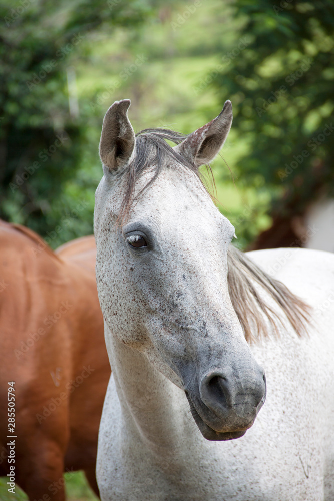 Obraz premium A gray speckled horse with a black mane, head and neck in profile, looking slightly at the camera. In the background, out of focus, a brown horse and some green foliage.