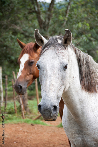 Fototapeta Naklejka Na Ścianę i Meble -  White and brown horses in a field, Brazil 2