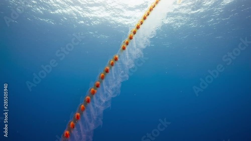 Underwater jellyfish, long chain salp colony. photo
