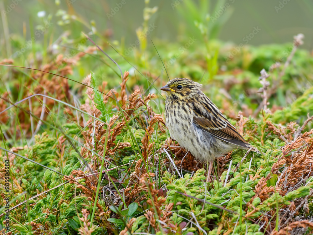 Juvenile Song Sparrow in Summer Juvenile Song Sparrow in Summer