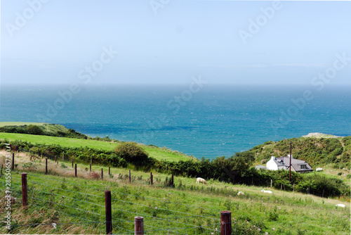 Wales, the Llyn Peninsula.  A summers day with blue skies. Sheep grazing in green fields above the blue Irish sea. The meadows slope down to the cliffs.  Fresh air, nature and beauty.