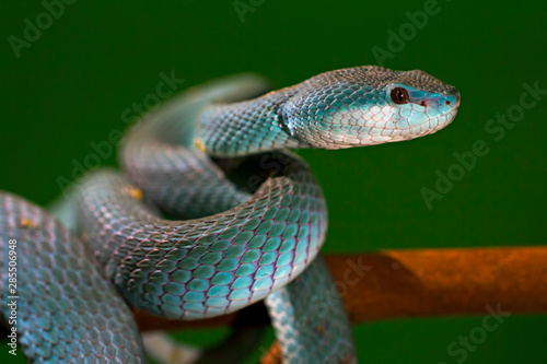 blue insularis pit viper. venomus snake