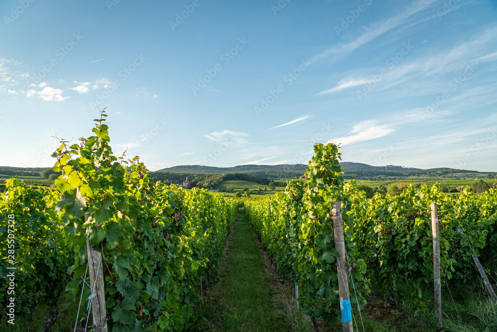 Obraz premium German vineyards in Rheingau. Oestrich Winkel, Hessen.