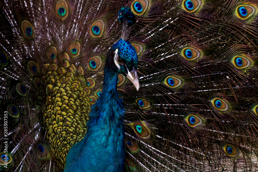 Obraz premium peacock with feathers out