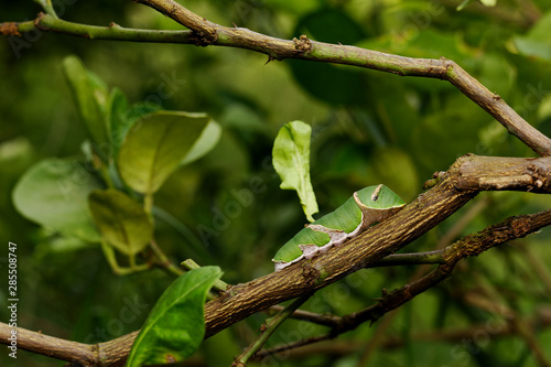 The lime butterfly worm  Papilio demoleus malayanus Wallace  on branch of lime tree