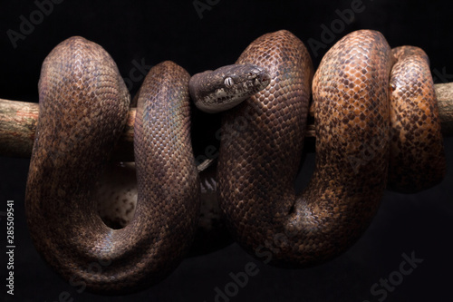 white-eyed python (Liasis mackloti savuensis) is a python species found in Indonesia, East Timor, Papua New Guinea, and coastal northern Australia