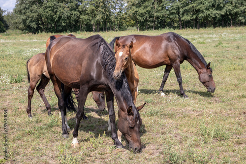 Horses on pasture. Three brown mares with two foals grazing on a green summer meadow. Focus on front mother and child.