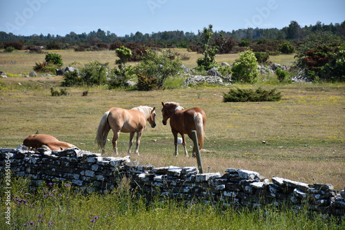 Brown horses in a grassland