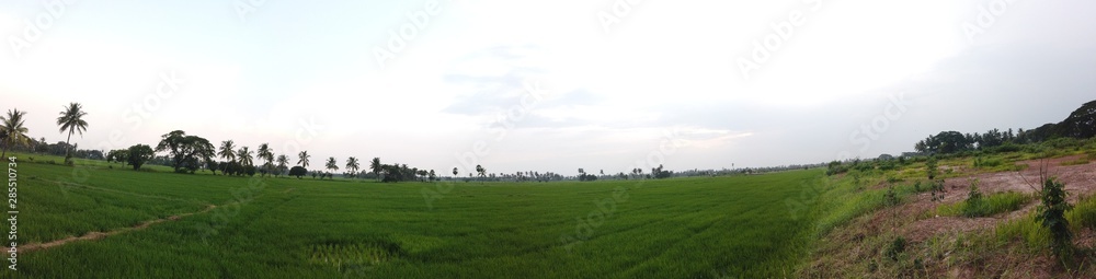 Fototapeta premium landscape with green field and blue sky