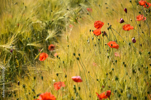 Blossom red poppies in a farmers field