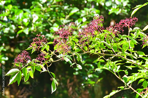 Berry berries elder holunderbeere holunderbeeren in mountains of Abkhazia photo