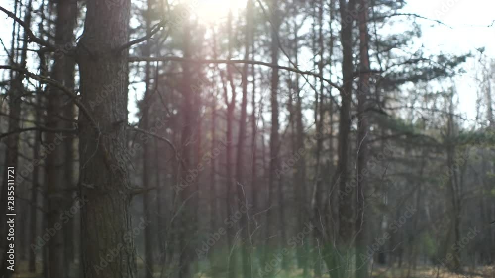 Athlete running in the woods.Morning jog in the woods. A young man runs in the morning in the woods. Sports in the woods. Athlete running in the woods.Morning jog in the woods. A young man runs in the morning in the woods. Sports in the woods.