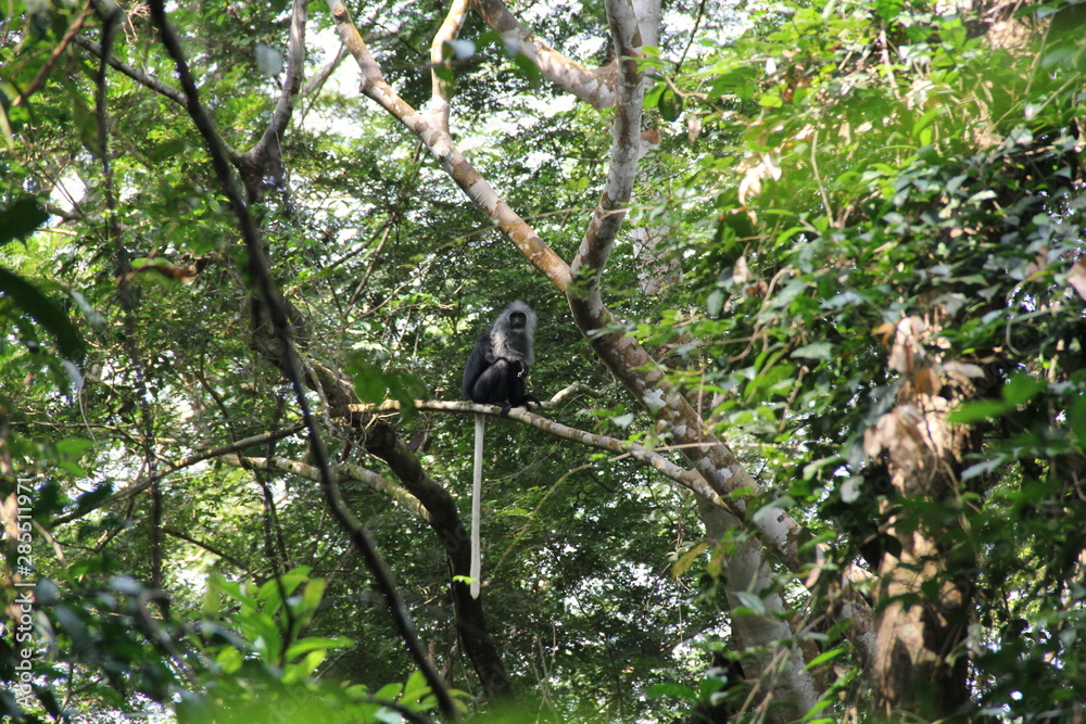 Fototapeta premium Black colobus monkey at Tiwai Island, Sierra Leone
