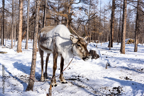 Reindeer with magnificent antlers in a winter forest. Khuvsgul, Mongolia.