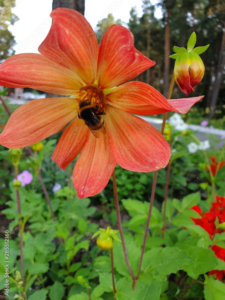 Bumblebee in a flower