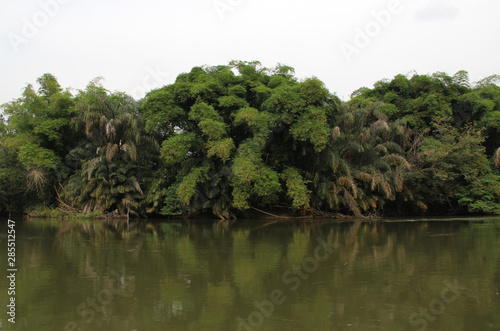 River and jungle  Tiwai Island  Sierra Leone