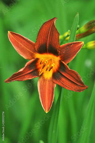 Hemerocallis fulva kwanso, the orange day-lily, tawny daylily, tiger daylily, fulvous daylily ditch lily photo