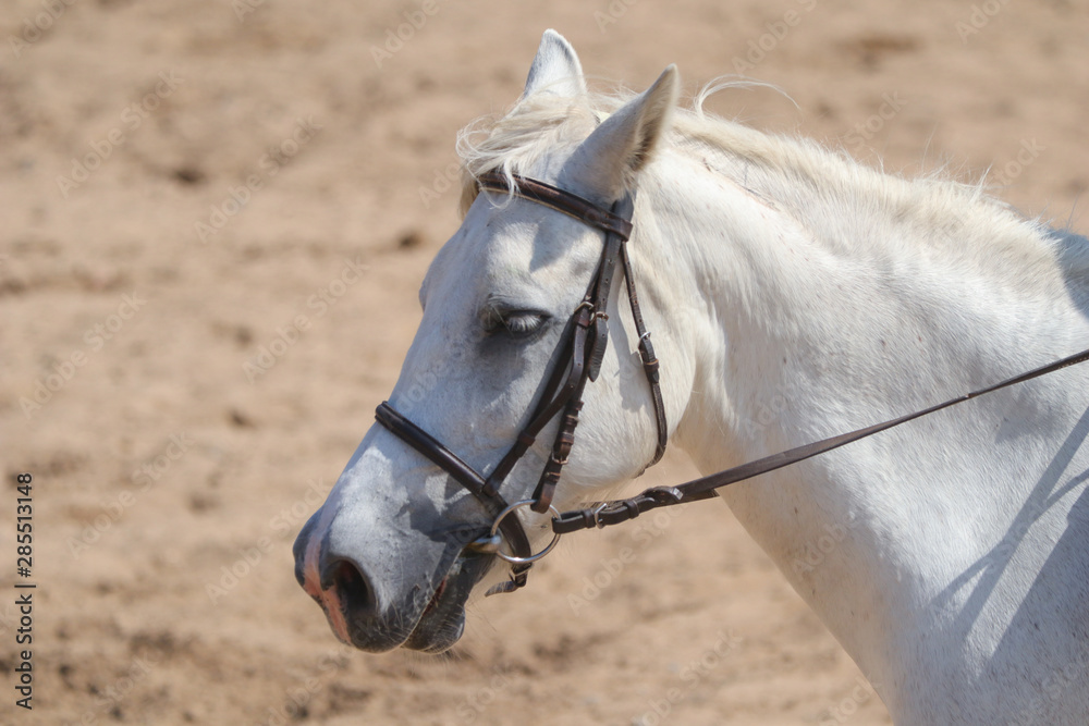 Obraz premium Cabeza de caballo blanco