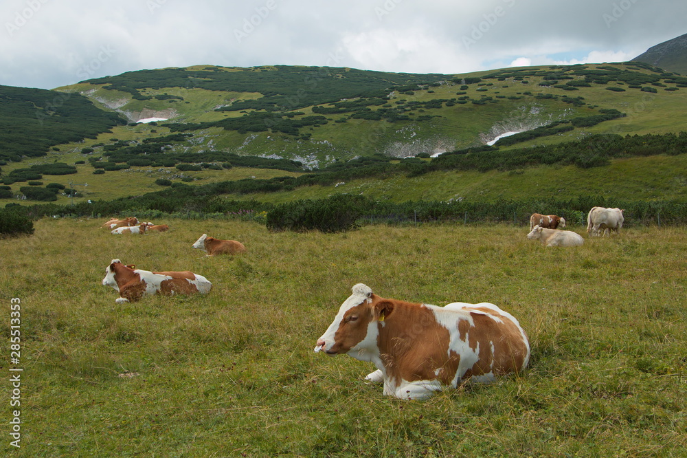 Grazing cows on the Schneeberg in Lower Austria Grazing cows on the Schneeberg in Lower Austria