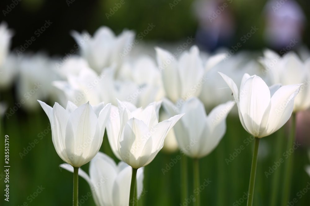 Fototapeta premium white tulips in the garden
