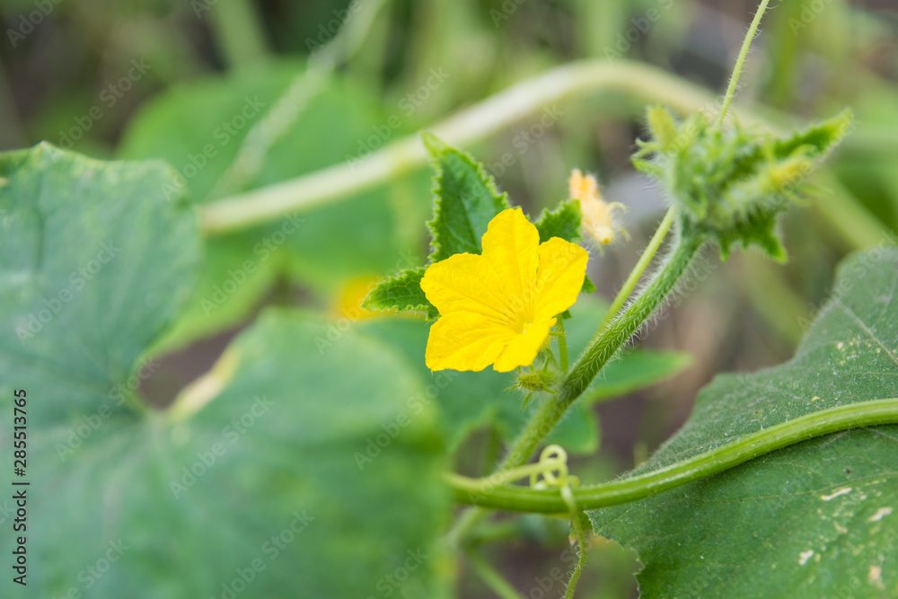 yellow cucumber flower on a branch in a greenhouse on a blurry green background close-up yellow cucumber flower on a branch in a greenhouse on a blurry green background close-up