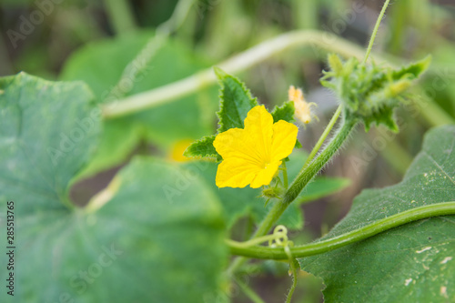 yellow cucumber flower on a branch in a greenhouse on a blurry green background close-up