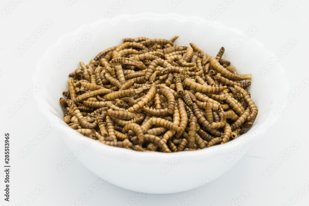 edible mealworms isolated high quality edible mealworms isolated high quality