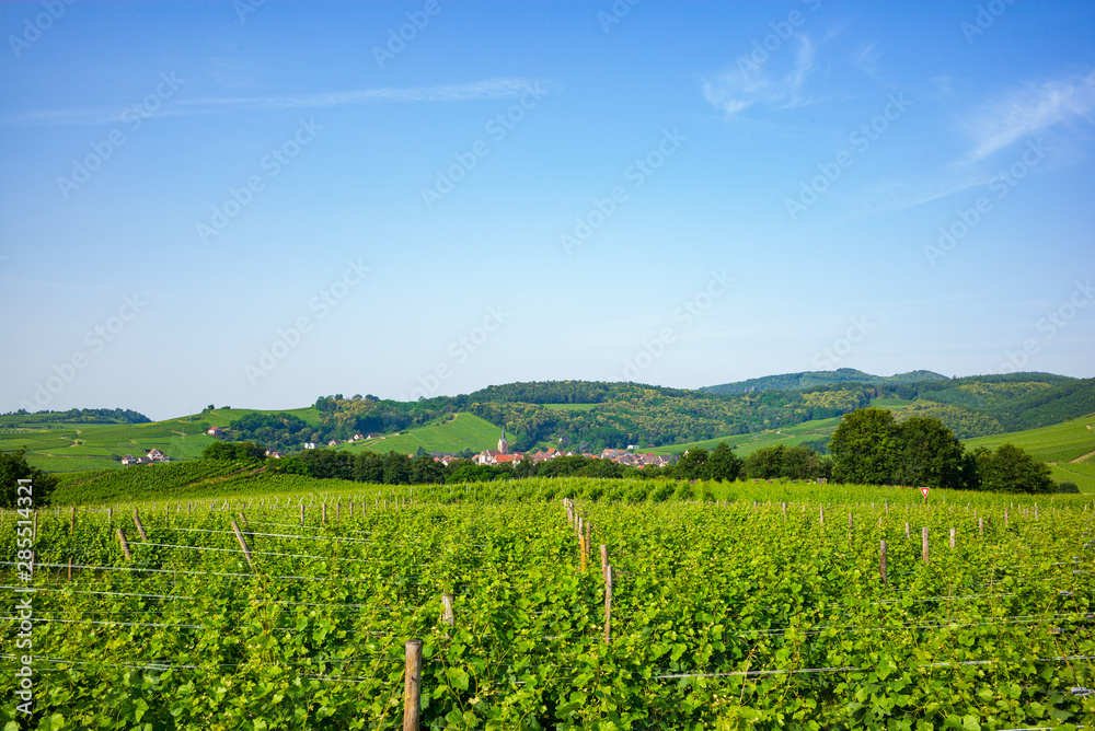 Des vignes et un village alsacien au pied des Vosges