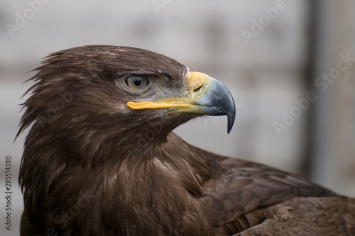 Golden Eagle stare. Close up.