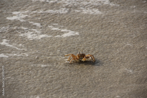 Crabs at River no 2 beach  Sierra Leone