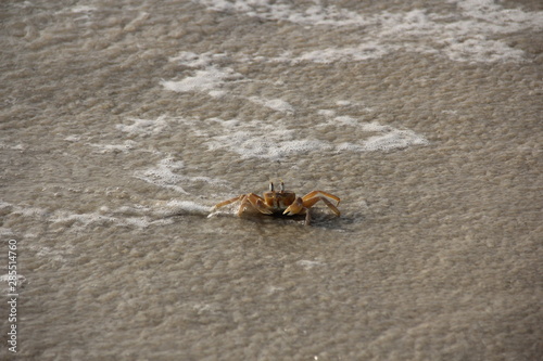 Crabs at River no 2 beach  Sierra Leone