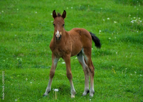 Little horse with white nose in the meadow. New generation concept.